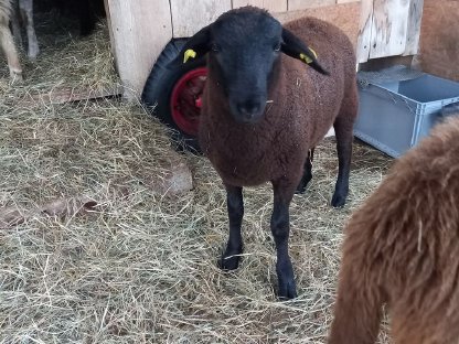 Jura Jungbock