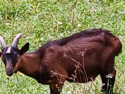 Bild 6:Tauernschecken Bockkitze