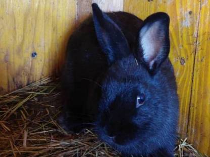 Bild 4:Hasen Satin und Löwenkopf