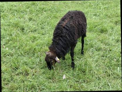 Bild 3:Krainer Steinschaf Jungwidder