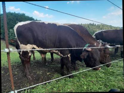 Bild 3:Bio Pinzgauer Rinder reinrassig