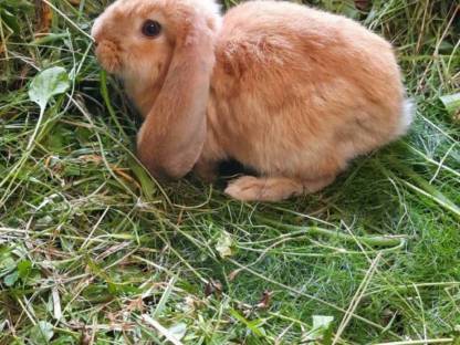 Bild 2:Deutsche Widder Häsin