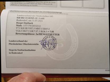 Bild 6:Noriker Fuchs Stute