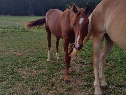Bild 8:Hengstfohlen Electric Snow