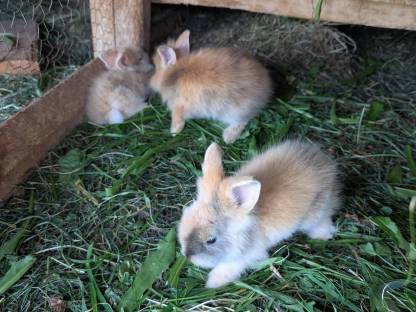 Bild 7:Löwenkopf Zwergkaninchen
