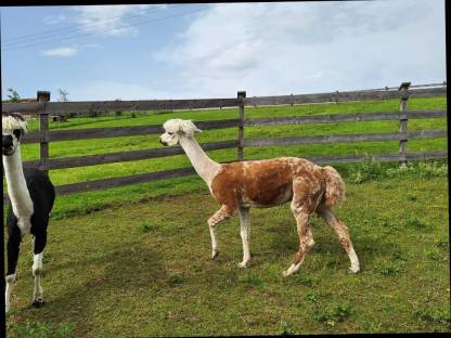 Bild 4:Alpaka Deckhengst