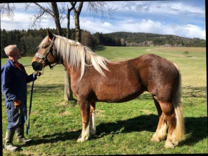 Bild 8:Noriker Stute Dunkelfuchs trächtig