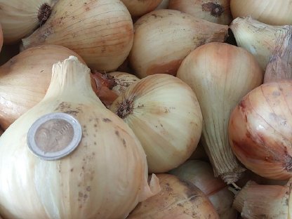 Bild 2:Verkaufe Bio-Gemüse