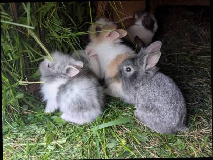 Bild 7:Zwergkaninchen in allen Farben zu verkaufen