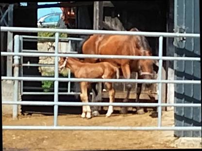 Bild 6:Noriker Fohlen Wallach Hengst Stuten