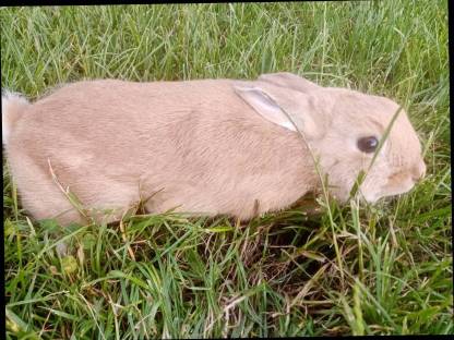 Bild 4:Zwergkaninchen