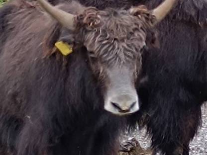 Bild 2:Yak Rinder zu verkaufen