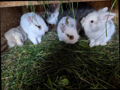 Bild 6:Zwergkaninchen zu verkaufen