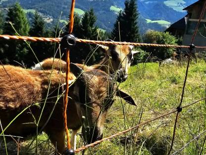 Bild 3:Kamerunböcke