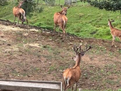 Bild 3:Rotwildhirsch im 2. Kopf