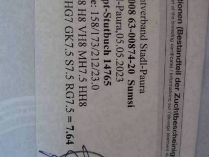 Bild 5:Noriker Stute Dunkelfuchs trächtig