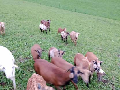 Bild 6:Kamerunschafe und Black Bally Mix