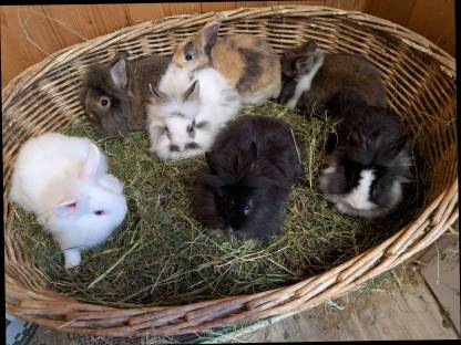 Bild 5:Löwenkopf Zwergkaninchen