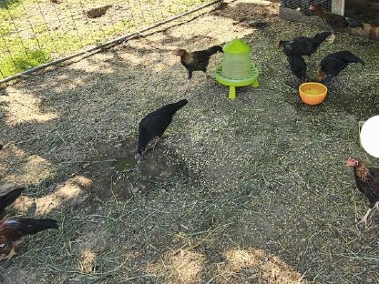 Bild 2:Hähne suchen ein neues Zuhause