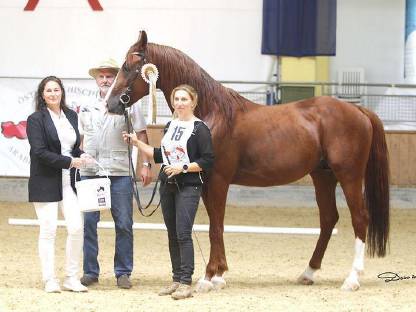 Bild 4:Bastello - fuchsfarbener Hengst mit guten Grundgangarten