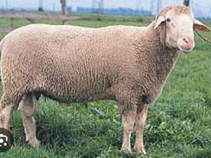 Bild 2:Suche Bio Jura oder Merinoschafe