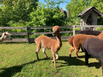 Bild 3:Alpaka Hengst Jasper