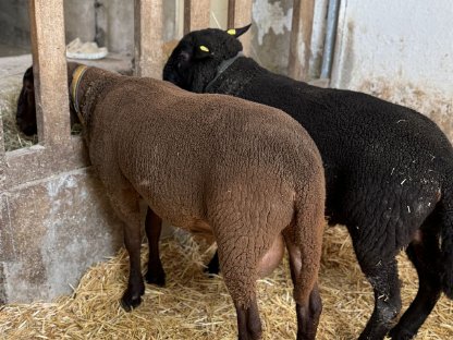 Bild 5:Jura Widder - Bio - Herdebuch