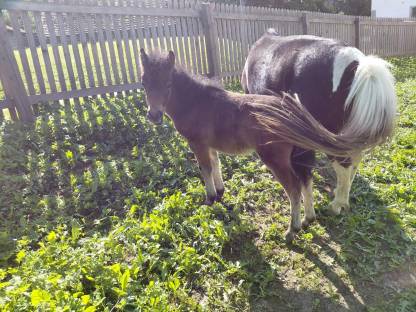 Pony Fohlen