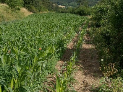 Bild 4:BIO Mais ab Feld, BIO Roggen, BIO Heu, Stroh