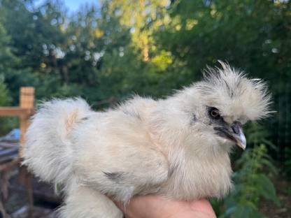 Bild 4:Rassehühner: Zwerg-Cochin, Zwerg-Wyandotten