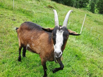 Bild 3:Ziegen abzugeben