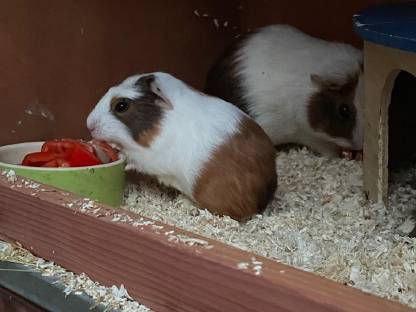 Bild 4:Meerschweinchenbock