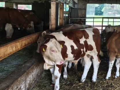 Bio Stier Vollmilchkalb