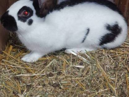 Bild 2:Riesen Schecken Rammler