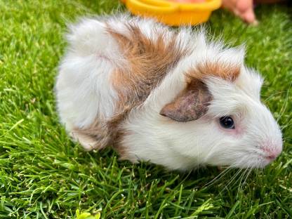 Meerschweinchenbabys