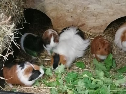 Meerschweinchen
