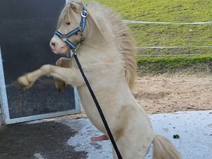 Bild 5:Mini-Shetty-Stute