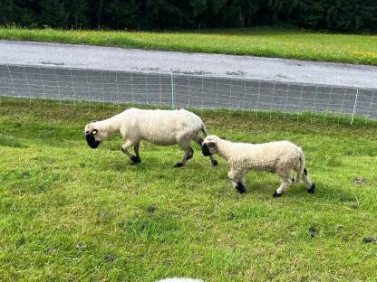 Bild 4:Walliser Schwarznasenschafe