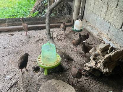 Bild 3:Junge Silberfasane