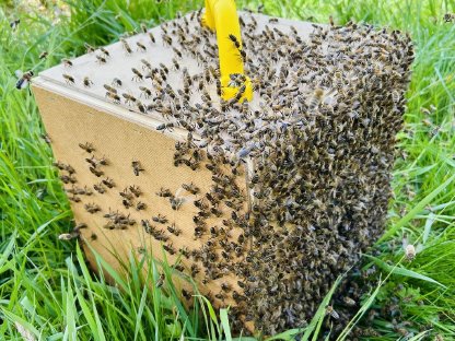 Bienenvolk - Dadant US