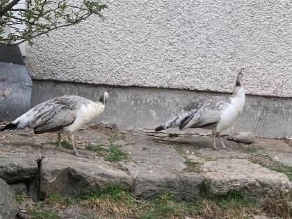 Bild 2:Schwarzflügelpfaue weiblich