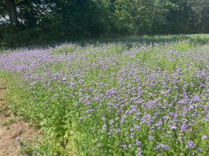 Bild 2:Phacelia