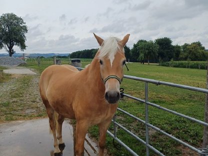 Haflinger Wallach