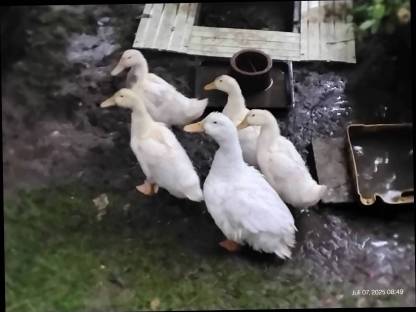 Pekingenten Jungtiere