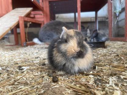 Kaninchenbabys