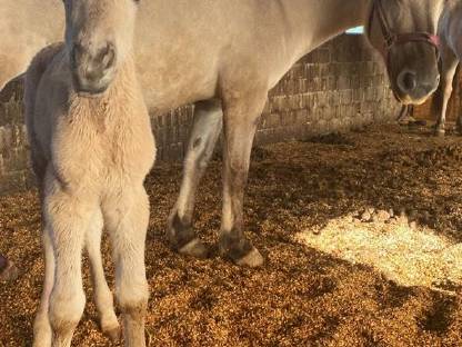 Bild 3:Zwei Fjordhengstfohlen aus 2025 – zutraulich und kerngesund