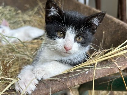 Bauernhof - Katzen
