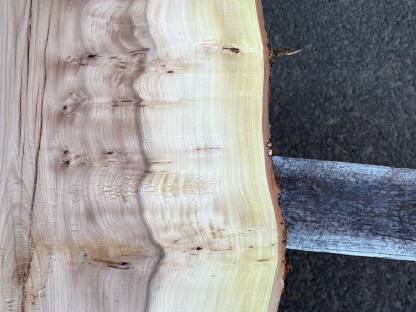 Bild 2:Ulme/Rüsterart