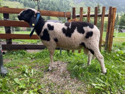 Widder