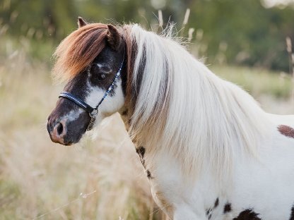 Bild 3:Minishetlanddeckhengst in absoluter Sonderfarbe